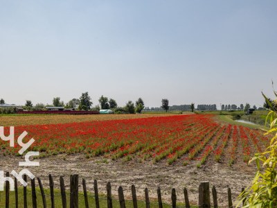 Holiday apartment Holiday apartment Sint-Annaland - ZE1221 - Environment photo 24