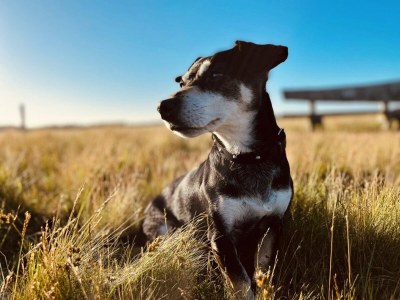 Bungalow Groeneplaats - CaliforniÃ«weg 525 - Environment photo 19