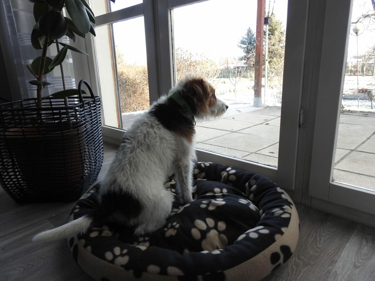 Holiday house Haustierfreundlicher Kurzurlaub - Outdoor photo 2