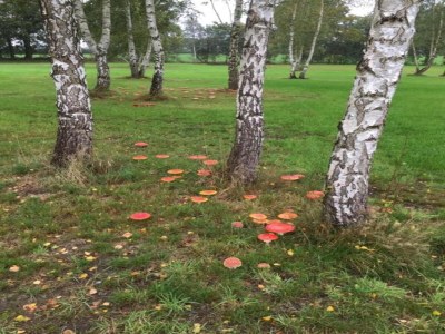Holiday park Lodges in Drenthe with Scenic Meadow Views - Environment photo 28