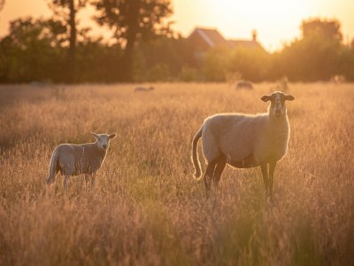 Holiday park Lodges in Drenthe with Scenic Meadow Views - Environment photo 31