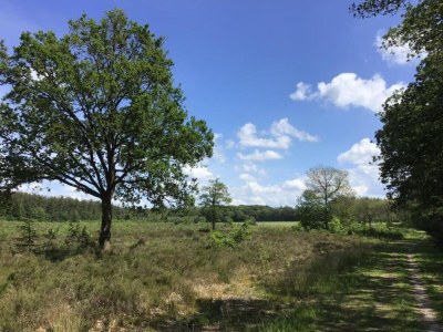 Holiday park Lodges in Drenthe with Scenic Meadow Views - Environment photo 32