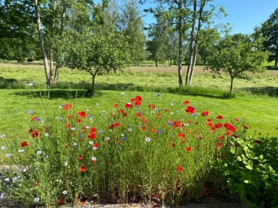 Holiday park Lodges in Drenthe with Scenic Meadow Views - Environment photo 36