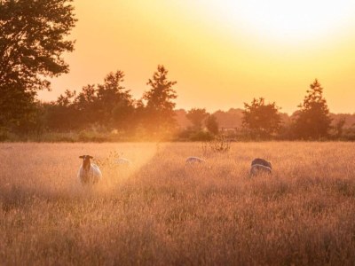 Holiday park Lodges in Drenthe with Scenic Meadow Views - Environment photo 38