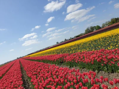 Chalet Kaiser Chalet 232 - Environment photo 16