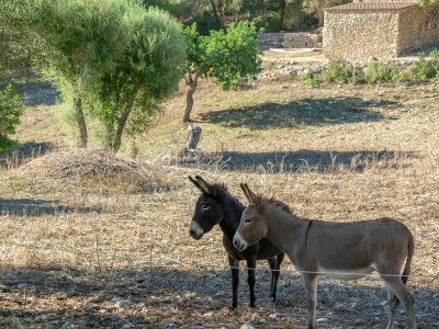 Finca SON ESQUERRÀ - Outdoor photo 25