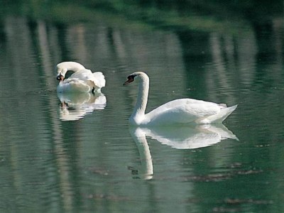 Apartment Apartment in Umbria with garden - Environment photo 33