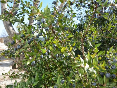 Villa W near Budoni - Outdoor photo 14