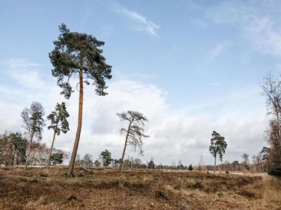 Holiday park Cozy Glamping in Mierlo - Environment photo 13