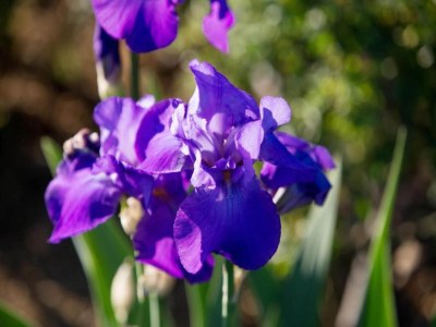 Holiday house Country Charm near Cortona - Environment photo 22