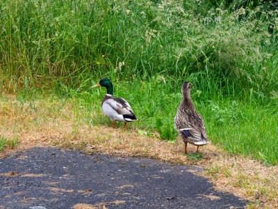 Holiday house Red House 1 - Environment photo 32