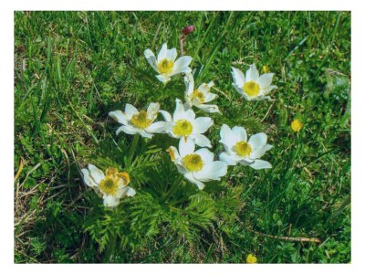 Holiday house Haus Benedikt - Environment photo 9