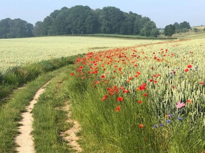 Holiday park Luxuriöse Berghütte in Gulpen - Environment photo 17