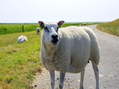 Holiday park Ameland Coastal Retreat - Environment photo 10