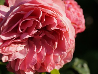 Apartment Ferienhaus, Dusche und Bad, WC, 1 Schlafraum - Features photo 11