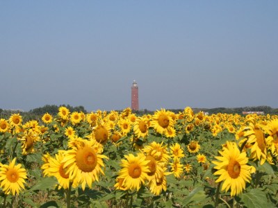 Holiday house Huijsmansverhuur Type C Comfort Plus Prinsenhof 51 - Environment photo 20