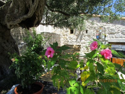 Holiday apartment Dubrovnik - House Stijepo - Orasac - Outdoor photo 6