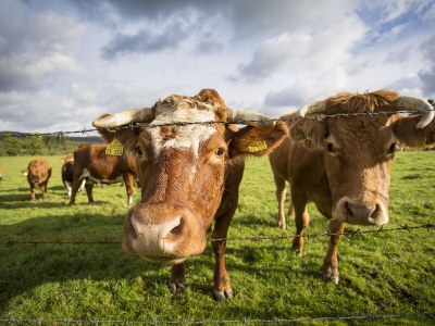 Holiday apartment Hotel Waldhaus Föckinghausen - Environment photo 19