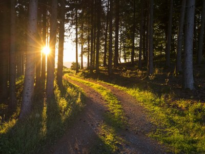 Holiday apartment Hotel Waldhaus Föckinghausen - Environment photo 23