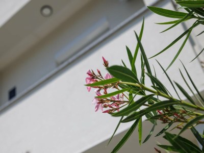 Apartment Apartment in Šilo on Krk Island - Outdoor photo 39