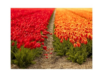 Villa Resort Duynzicht - HuisnummerVier - Environment photo 36