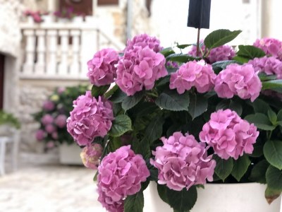 Holiday house Enjoy your stay at Casa Pippo. - Environment photo 35