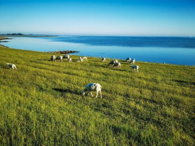 Apartment Ferienwohnung in Lemkenhafen für 2 Personen - Environment photo 23