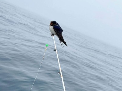 Holiday house 8 Personen Ferienhaus in skudeneshavn-By Traum - Outdoor photo 24