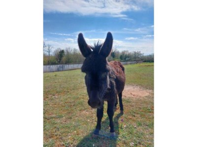 Cottage Capadinka House - Document photo 25
