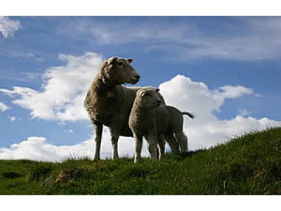 Chalet Cabin by the fjord - Environment photo 14