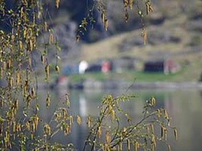 Chalet Cabin by the fjord - Environment photo 15