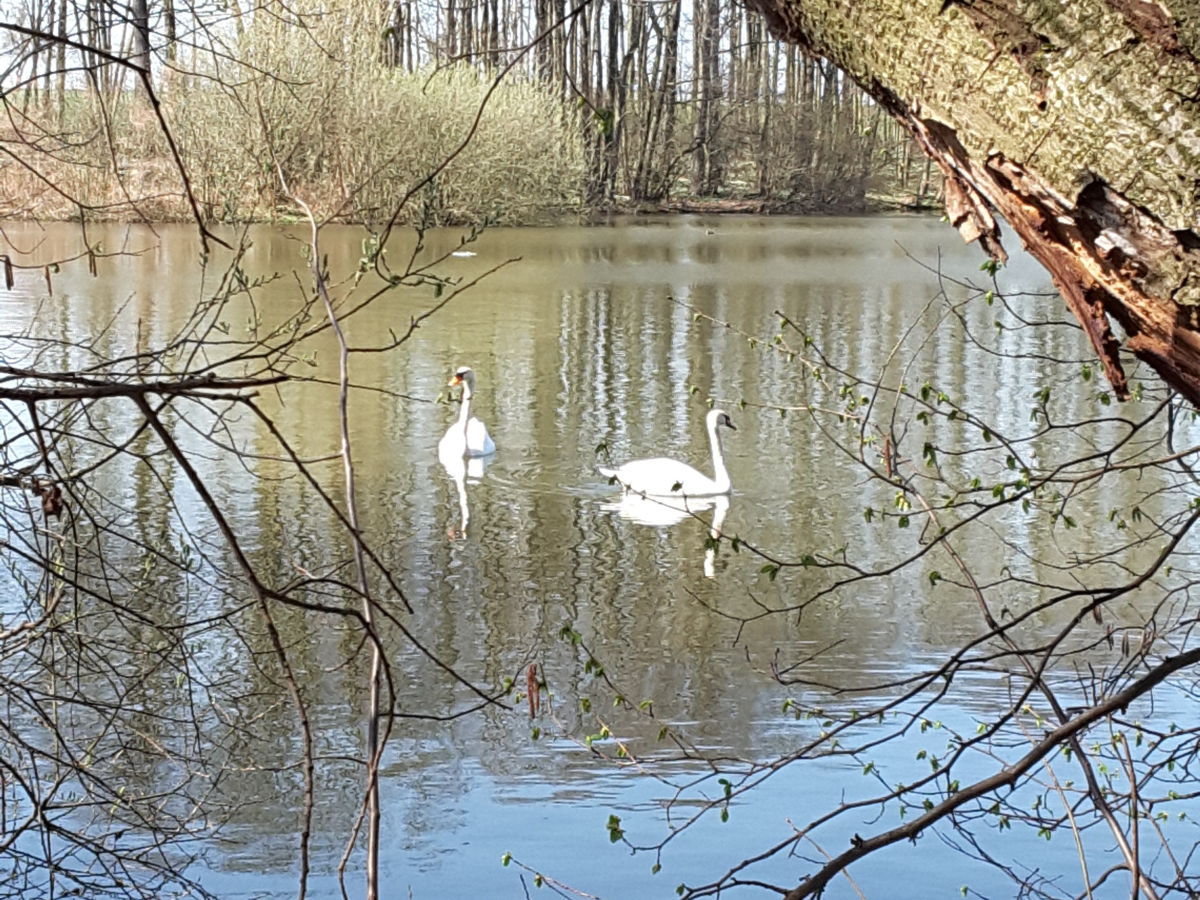 Holiday apartment Hegemühle Forest Guesthouse - Outdoor photo 3