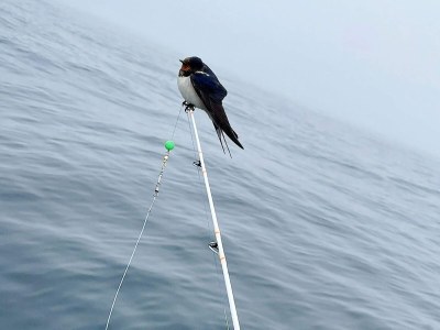 Holiday house 6 person holiday home in skudeneshavn-By Traum - Outdoor photo 27