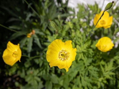 Farmhouse Schönes Bauernhaus in Sivry-Rance mit Garten - Outdoor photo 34