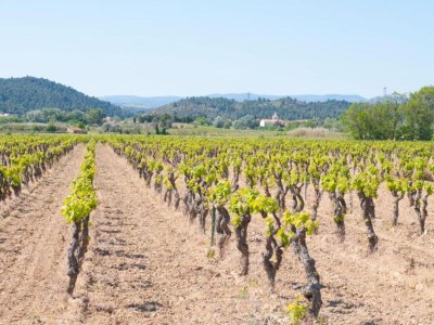 Holiday house Modern Comfort in Minervois - Environment photo 22