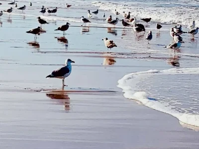 Holiday house Charming lodging near the beach in De Koog - Environment photo 25