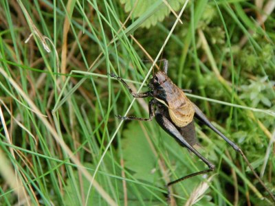 Apartment lech suite - Outdoor photo 33