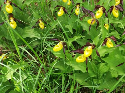 Apartment lech suite - Outdoor photo 40