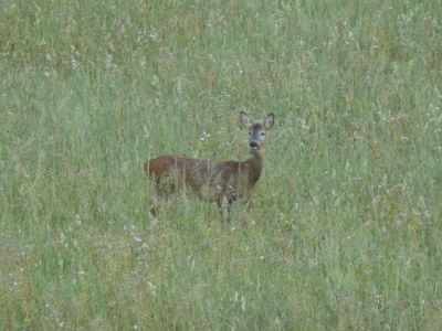 Holiday house La Casetta - Environment photo 20