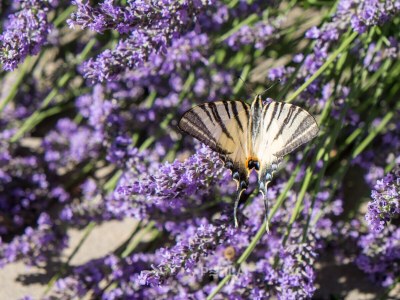 Holiday house MELITA cozy terrace and large garden - Outdoor photo 13