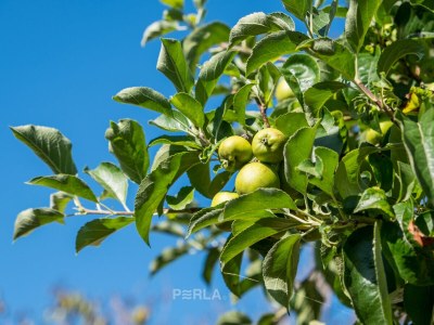 Holiday house MELITA cozy terrace and large garden - Outdoor photo 14