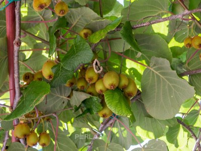 Holiday house MELITA cozy terrace and large garden - Outdoor photo 15