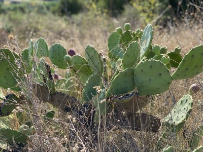 Mobile home Chalet at the Campingclub House - Environment photo 29