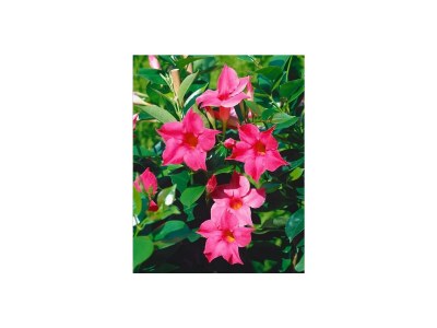 Apartment Appartement/Fewo, Dusche und Bad, WC, 2 Schlafräum - Features photo 17