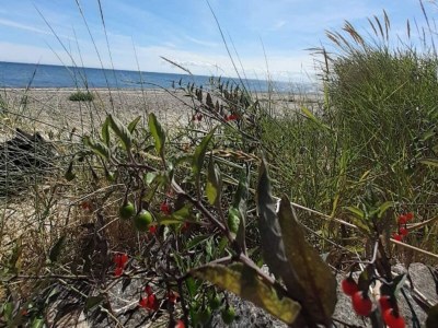 Holiday house 8 person holiday home in Dannemare-By Traum - Outdoor photo 14