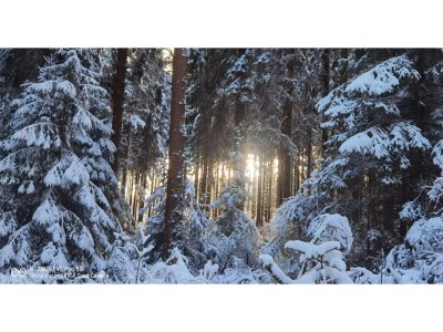 Apartment Ferienhaus in Möhrenbach über 2 Etagen - Environment photo 36