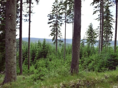 Apartment Ferienhaus in Möhrenbach über 2 Etagen - Environment photo 37