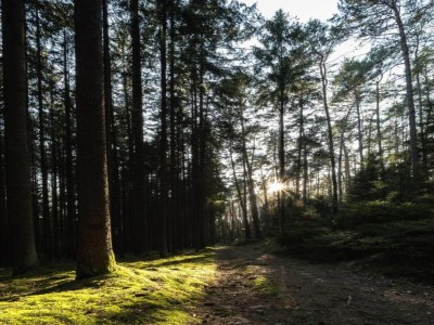 Apartment Ferienhaus in Möhrenbach über 2 Etagen - Environment photo 38