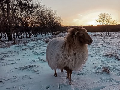 Holiday house Duinvoet - Environment photo 31