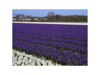 Holiday house Duinvoet - Environment photo 35